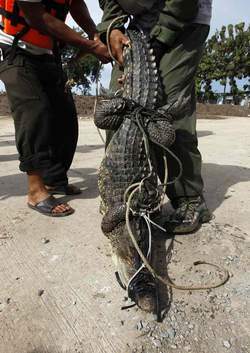 Bangkok inondée de crocodiles et de serpents  (PHOTOS)