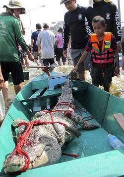Bangkok inondée de crocodiles et de serpents  (PHOTOS)