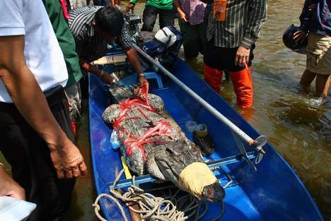 Bangkok inondée de crocodiles et de serpents  (PHOTOS)