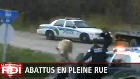 Un policier abat un boeuf en pleine rue (vidéo)