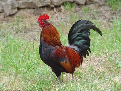 Un coq placé en "garde-à-vue" à la gendarmerie de Sédhiou