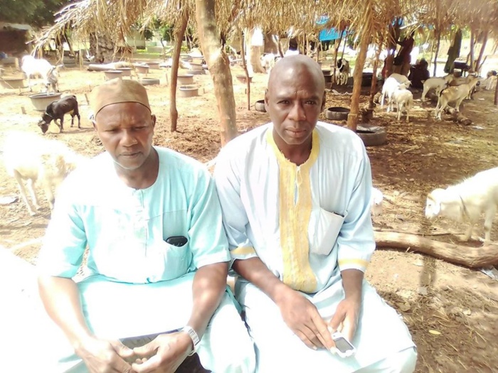 Kalidou Sané, président régional des chevillards de Kolda : « Le retard du financement de l’opération Tabaski 2019 risque de compromettre sérieusement la fête du mouton dans la région… »