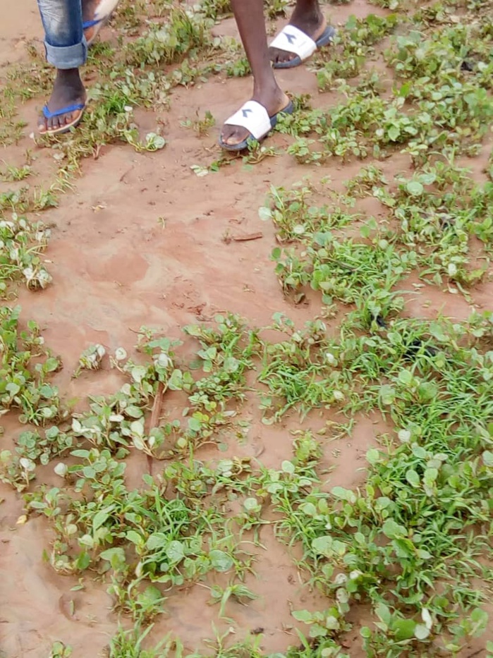 Inondations : Les populations de Kaolack et Kaffrine pataugent... Des centaines de sinistrés enregistrés... Des affrontements éclatent entre les forces de l'ordre et la population de Kanda. Inondations : Les populations de Kaolack et Kaffrine pataugent... Des centaines de sinistrés enregistrés... Des affrontements éclatent entre les forces de l'ordre et la population de Kanda.