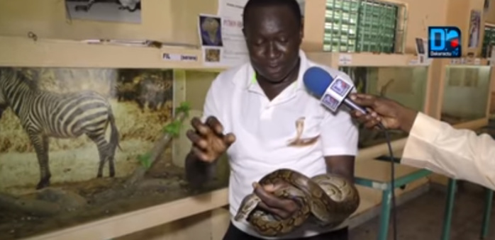 Fallou Guèye sur le présumé serpent qui hante le sommeil des Hlm Las Palmas : "Quand je suis entré, j'ai entendu un ronflement terrifiant... La montagne peut accoucher d'une souris" Fallou Guèye sur le présumé serpent qui hante le sommeil des Hlm Las Palmas : "Quand je suis entré, j'ai entendu un ronflement terrifiant... La montagne peut accoucher d'une souris"