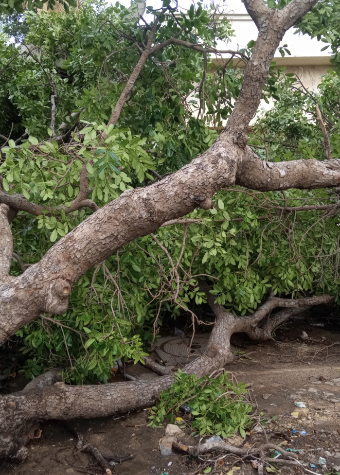 Vent violent à Dakar : 2 arbres tombent sur l'avenue Lamine Guèye provoquant une coupure d'électricité.