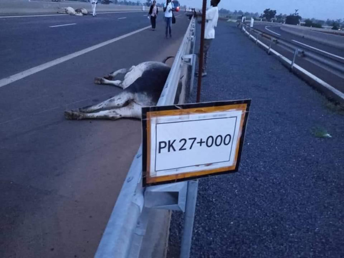 Autoroute à péage : Des vaches circulent sur l'axe Malicounda-Diass.