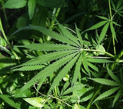 Oui, le cannabis accroît le risque d'accident sur la route