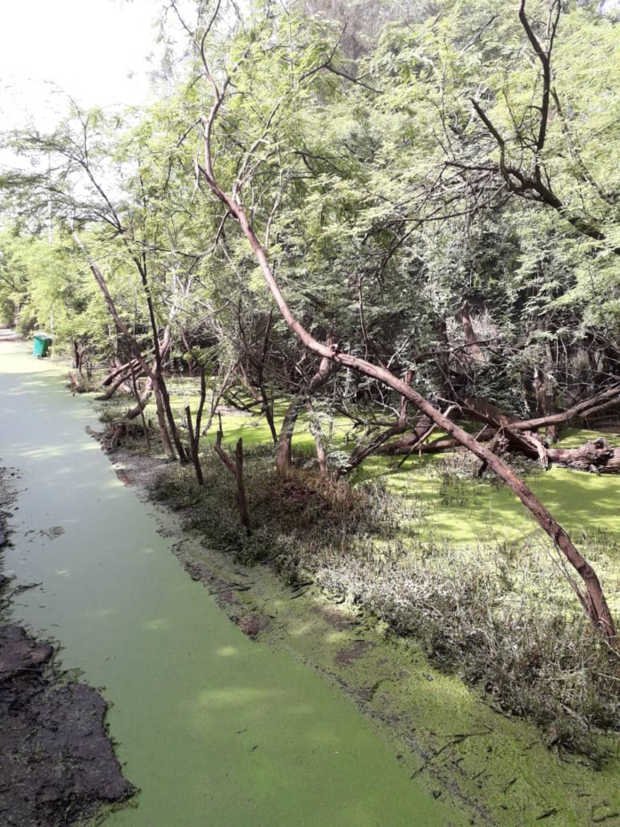 Le parc forestier de Hann se meurt… Le parc forestier de Hann se meurt…