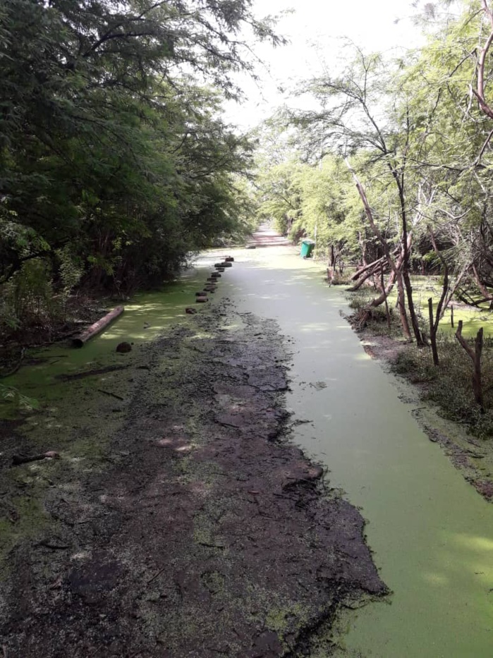 Le parc forestier de Hann se meurt… Le parc forestier de Hann se meurt…
