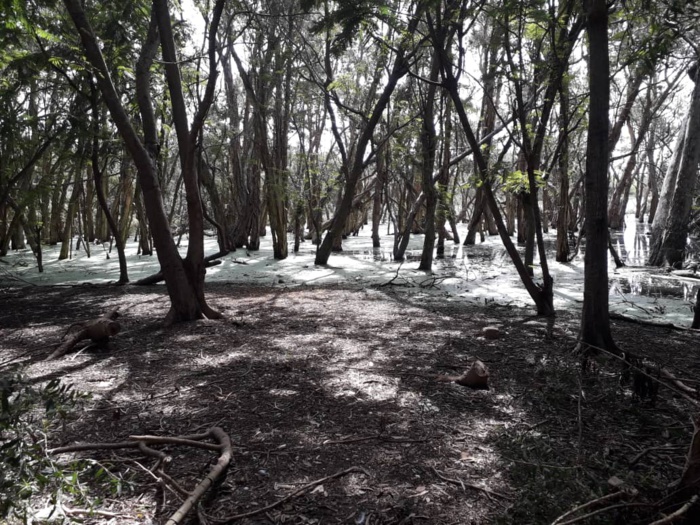 Le parc forestier de Hann se meurt… Le parc forestier de Hann se meurt…