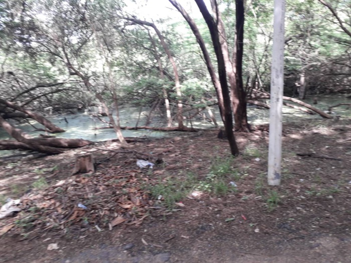 Le parc forestier de Hann se meurt… Le parc forestier de Hann se meurt…