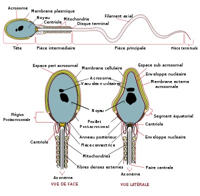 Le sperme en chiffres