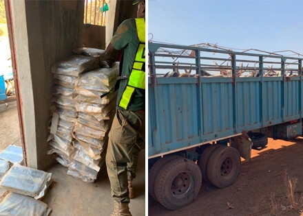 Kédougou : Saisie de 248 kg de drogue par la Douane dans un camion en provenance du Mali.