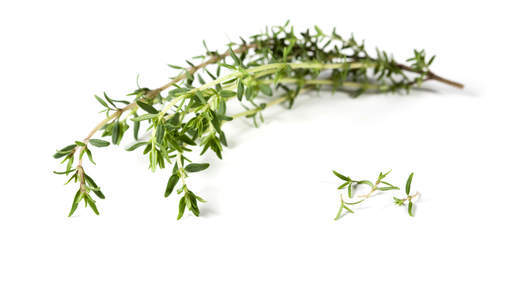 Le thym "très efficace" contre l'acné