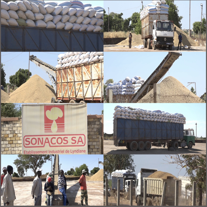 Commercialisation de l'arachide / Sonacos Kaolack : 06 camions réceptionnés depuis le début de la campagne (Images)
