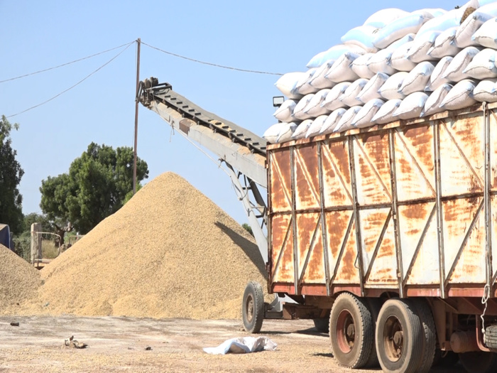 Commercialisation de l'arachide / Sonacos Kaolack : 06 camions réceptionnés depuis le début de la campagne (Images)