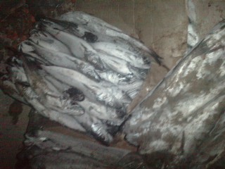 Regardez les images des poissons et viandes pourris à l'origine du soulèvement d'hier soir des étudiants au campus