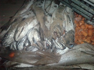 Regardez les images des poissons et viandes pourris à l'origine du soulèvement d'hier soir des étudiants au campus