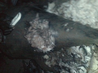 Regardez les images des poissons et viandes pourris à l'origine du soulèvement d'hier soir des étudiants au campus