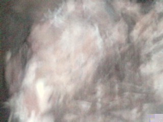 Regardez les images des poissons et viandes pourris à l'origine du soulèvement d'hier soir des étudiants au campus