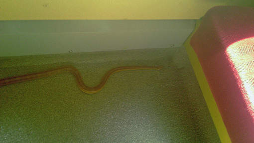 Un serpent effraie les passagers d'un train tchèque  (VIDEO)