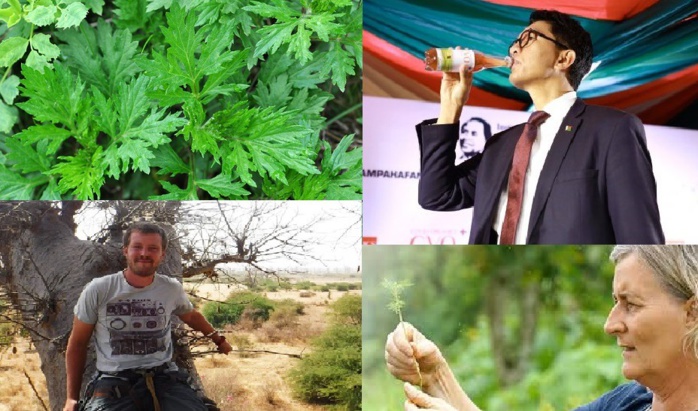 L'artémisia : Le combat d'une plante antipaludique proposée en rempart contre le COVID-19 L'artémisia : Le combat d'une plante antipaludique proposée en rempart contre le COVID-19