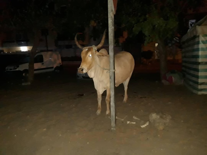 Hygiène publique : Abdou Karim Fofona envoie tous les bœufs errant à la fourrière.