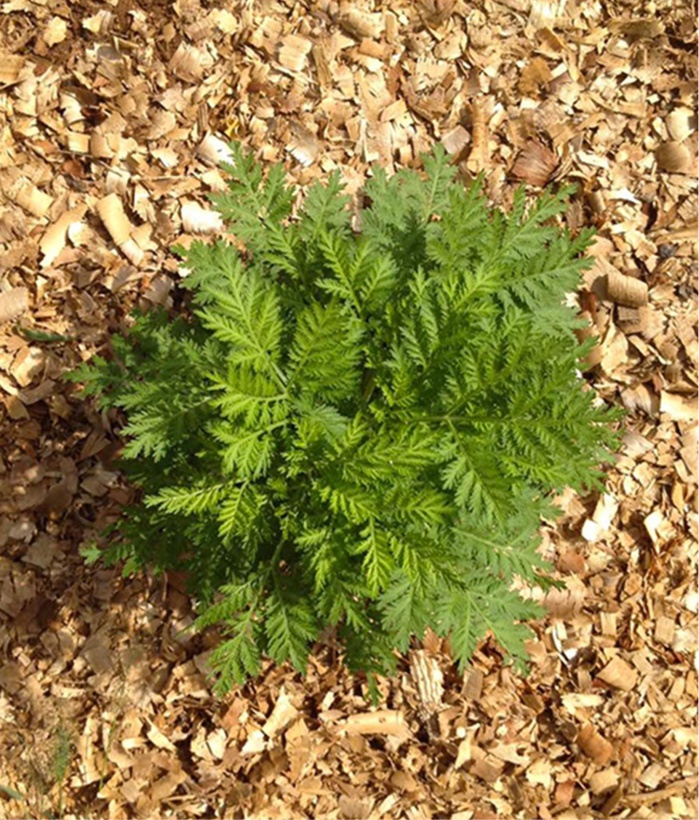 Thiès / Covid-19 : L'Artemisia cultivée entre Thiès et Tivaouane, le propriétaire du champ craint d'être envahi. Thiès / Covid-19 : L'Artemisia cultivée entre Thiès et Tivaouane, le propriétaire du champ craint d'être envahi.