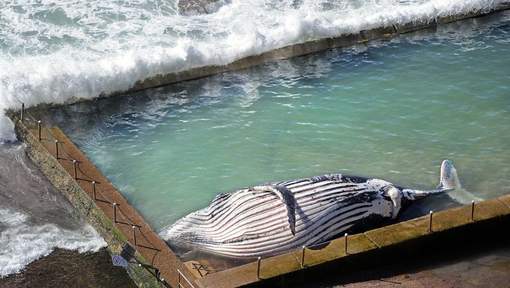 Une baleine retrouvée dans une piscine  (VIDEO)