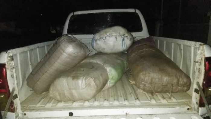 LUTTE CONTRE LE TRAFIC DE DROGUE : La Police saisit 147 kilogrammes de chanvre indien à Kaolack. LUTTE CONTRE LE TRAFIC DE DROGUE : La Police saisit 147 kilogrammes de chanvre indien à Kaolack.