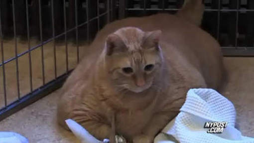 Le chat le plus gros du monde est mort... encore