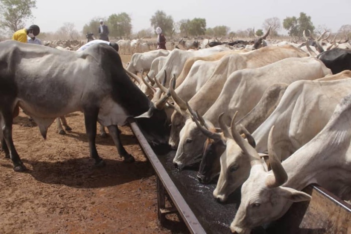 Impact de la Covid-19 / Aliment de bétail : Samba Ndiobène KA pour une répartition juste, équitable et inclusive.