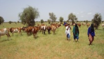 Mauritanie : 7 606 vaches laitières suitées distribuées (Reportage photos)