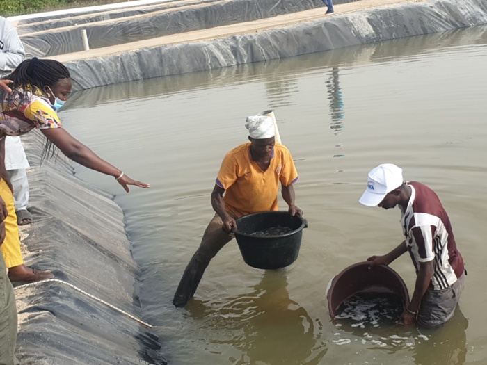 Aquaculture : Kolda relance ses activités.