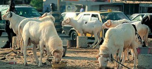 TABASKI 2012 : Manque de moutons en vue