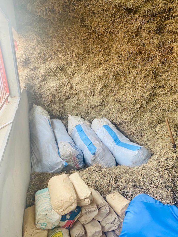 Démantèlement des réseaux et couloirs de trafic de stupéfiants : La Douane déniche 335 kg de chanvre indien dans un dépôt de paille d’arachide à Kounoune.