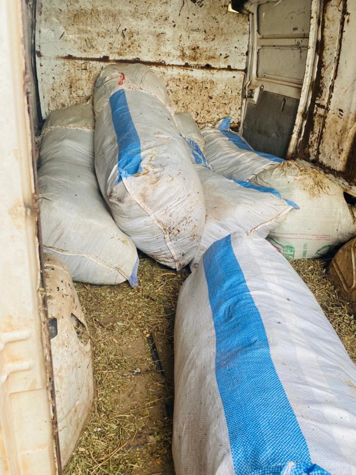 Démantèlement des réseaux et couloirs de trafic de stupéfiants : La Douane déniche 335 kg de chanvre indien dans un dépôt de paille d’arachide à Kounoune.