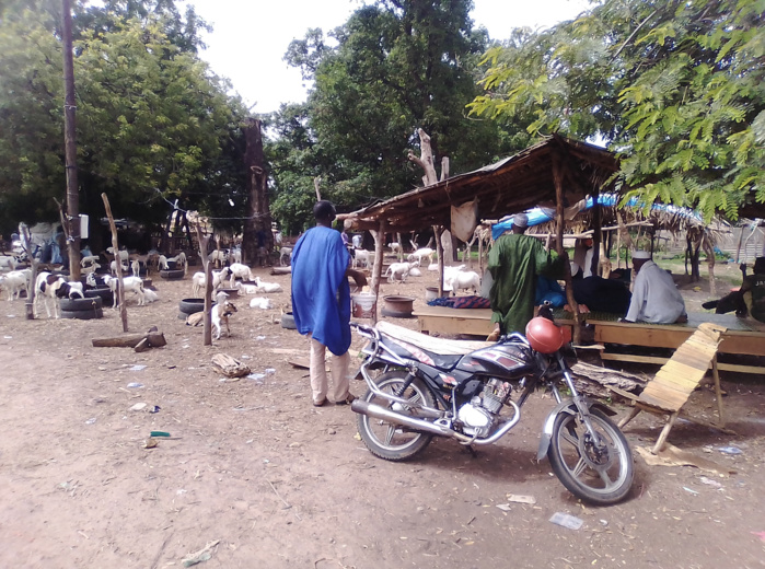 Tabaski 2020 / les éleveurs de Ziguinchor demandent l’ouverture des frontières terrestres Tabaski 2020 / les éleveurs de Ziguinchor demandent l’ouverture des frontières terrestres