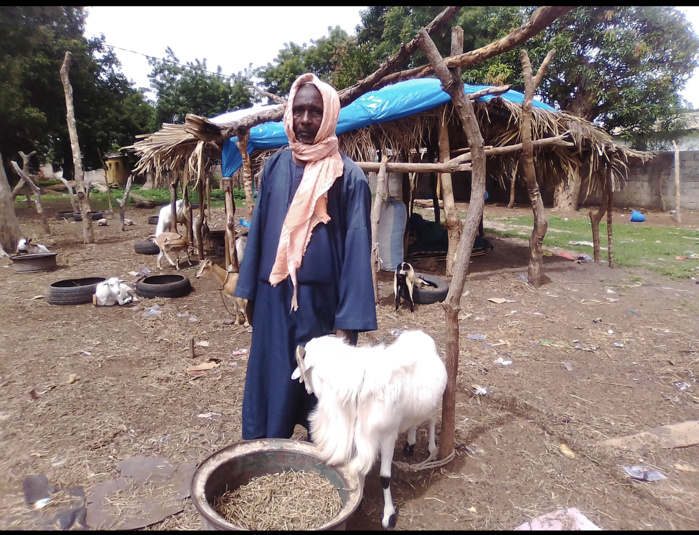 Tabaski 2020 / les éleveurs de Ziguinchor demandent l’ouverture des frontières terrestres Tabaski 2020 / les éleveurs de Ziguinchor demandent l’ouverture des frontières terrestres