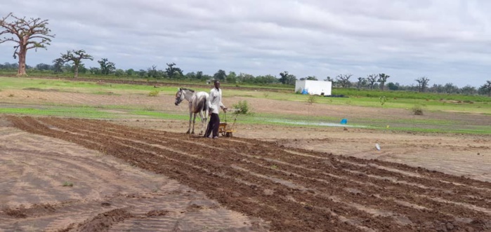 NDENGLER : Les paysans ont repris le chemin des champs. NDENGLER : Les paysans ont repris le chemin des champs.