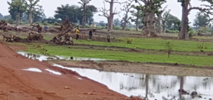 NDENGLER : Les paysans ont repris le chemin des champs. NDENGLER : Les paysans ont repris le chemin des champs.