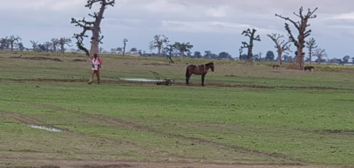 NDENGLER : Les paysans ont repris le chemin des champs. NDENGLER : Les paysans ont repris le chemin des champs.