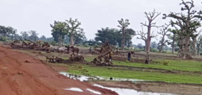 NDENGLER : Les paysans ont repris le chemin des champs. NDENGLER : Les paysans ont repris le chemin des champs.