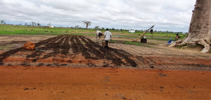 NDENGLER : Les paysans ont repris le chemin des champs.