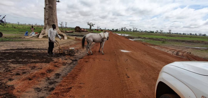 NDENGLER : Les paysans ont repris le chemin des champs. NDENGLER : Les paysans ont repris le chemin des champs.