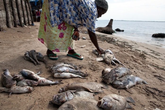Greenpeace invite l’Etat du Sénégal à faire la lumière sur la mort inexpliquée d’espèces marines dans ses eaux territoriales  (PHOTOS)