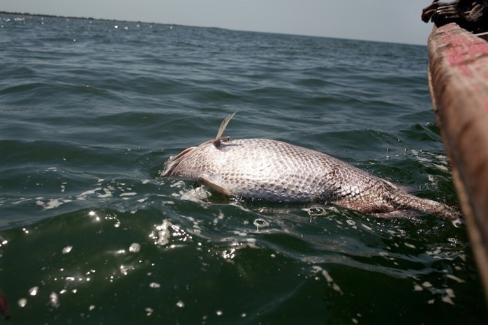 Greenpeace invite l’Etat du Sénégal à faire la lumière sur la mort inexpliquée d’espèces marines dans ses eaux territoriales  (PHOTOS)