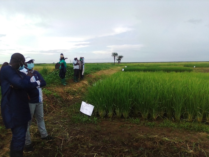 Tournée agricole à Ziguinchor / Moussa Baldé (MAER) : « Le programme agricole donne une satisfaction totale… L’agriculture est un facteur de résilience puisque nous avons les terres » Tournée agricole à Ziguinchor / Moussa Baldé (MAER) : « Le programme agricole donne une satisfaction totale… L’agriculture est un facteur de résilience puisque nous avons les terres »