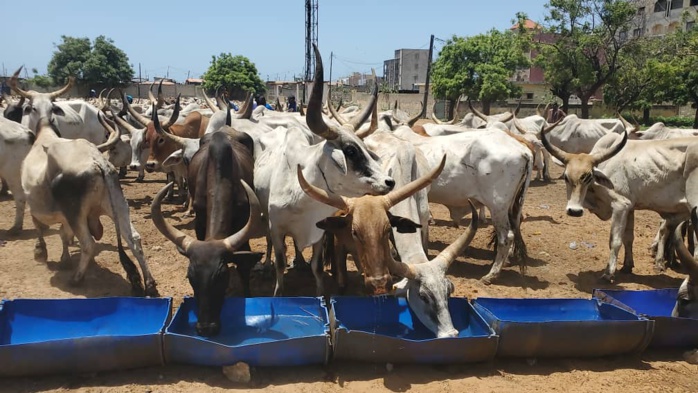TAMXARIT ET COVID-19 / Le Président Macky Sall dépêche 1.600 bœufs à répartir entre les personnes nécessiteuses pour les besoins de la célébration.