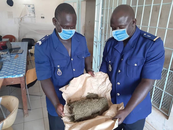 Mbour : Plusieurs kg de chanvre indien saisis et un ancien militaire activement recherché par la Gendarmerie... Mbour : Plusieurs kg de chanvre indien saisis et un ancien militaire activement recherché par la Gendarmerie...